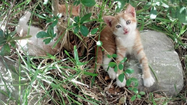 开云·体育官网APP下载-WRC失误瞬间：车手如何应对挫折？，wrc车手技术