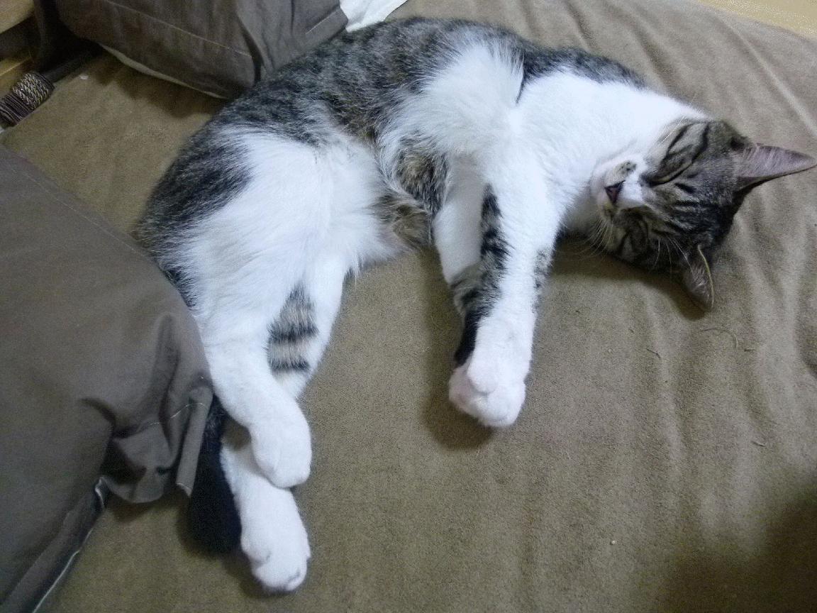 比利时女子排球队在小组赛中表现出色,晋级八强,比利时 女排