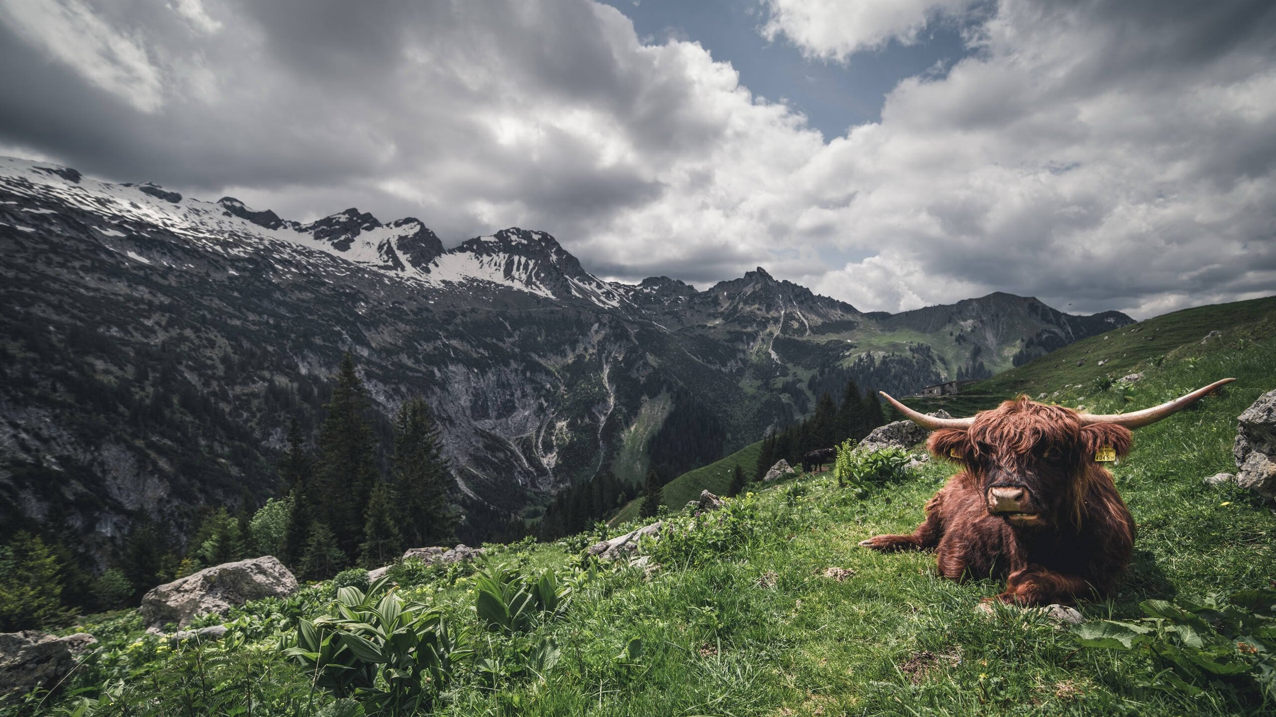特色篮球品牌国际合作不断深化，推动行业高端化发展，篮球赛事品牌