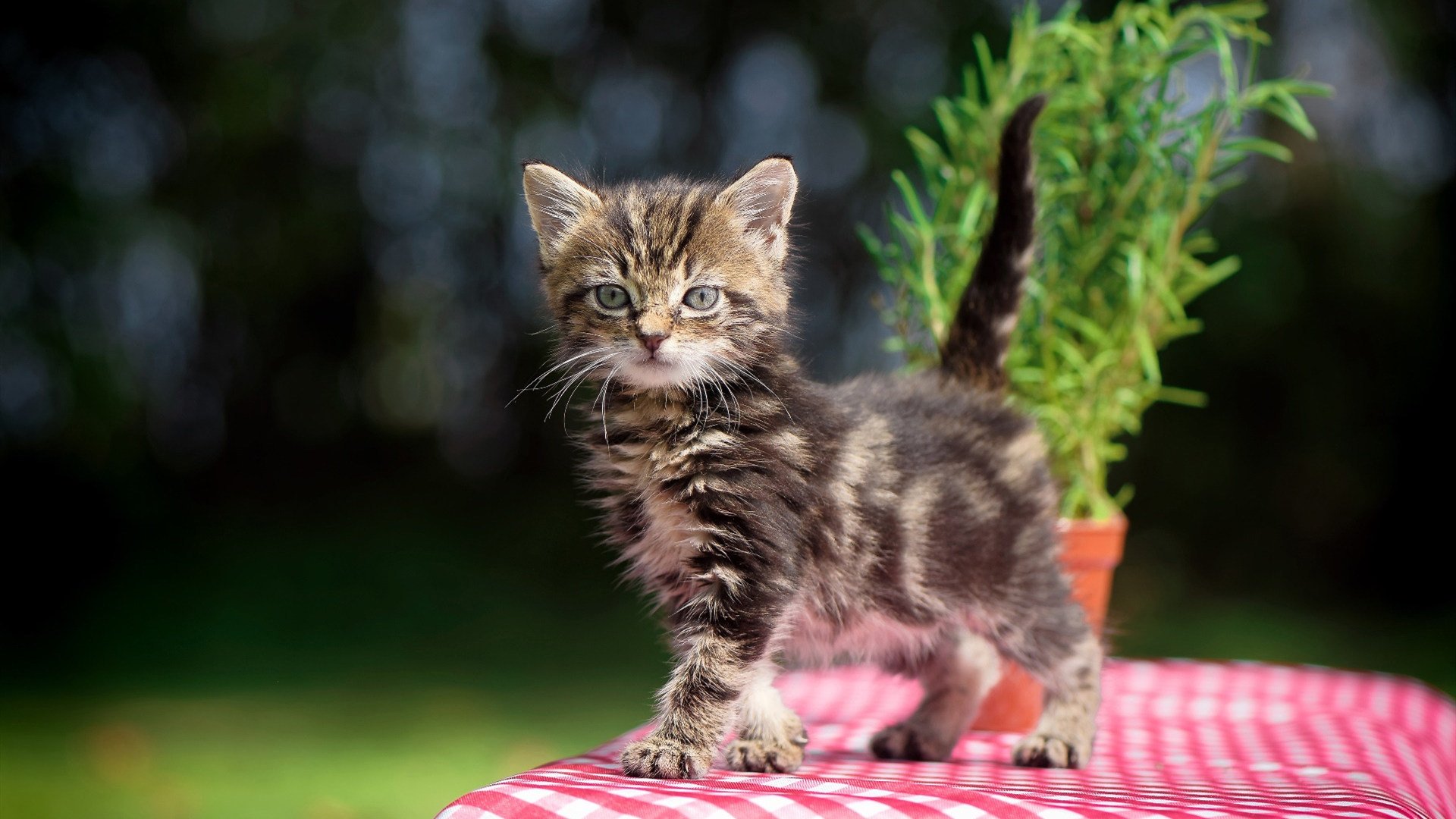开云网页版-足球节庆活动为城市文旅注入新动力，足球文化节主题