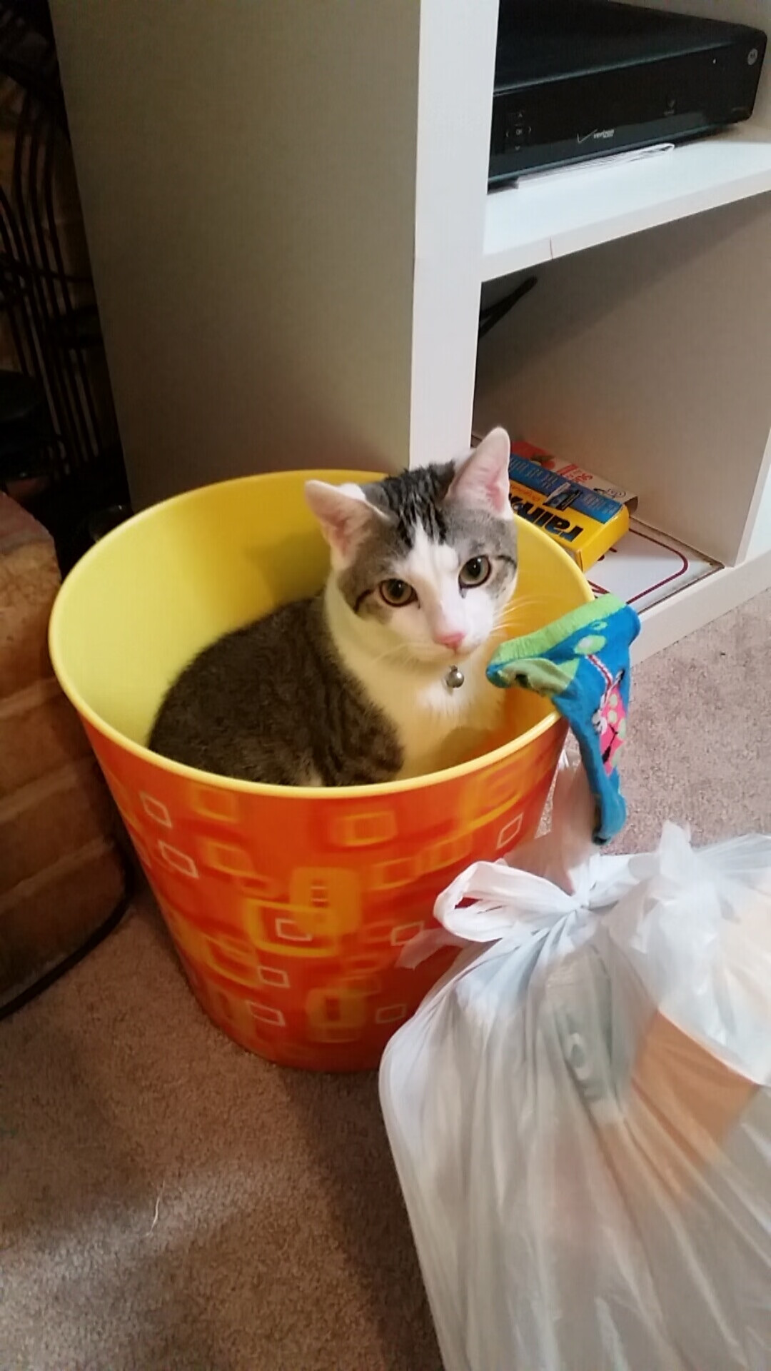 G联赛球队阵容调整进行中，g联赛是什么