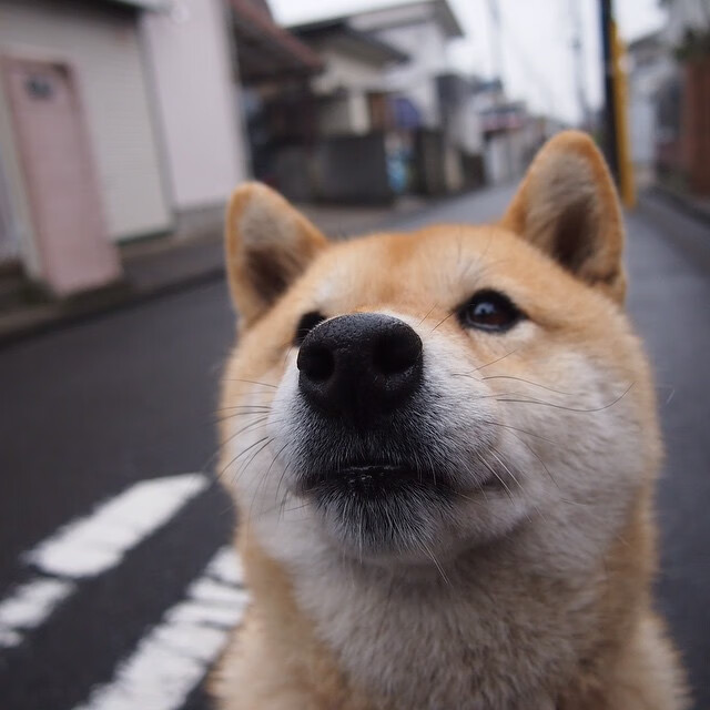 上海久事球队年轻球员状态火热，上海久事篮球俱乐部有限公司