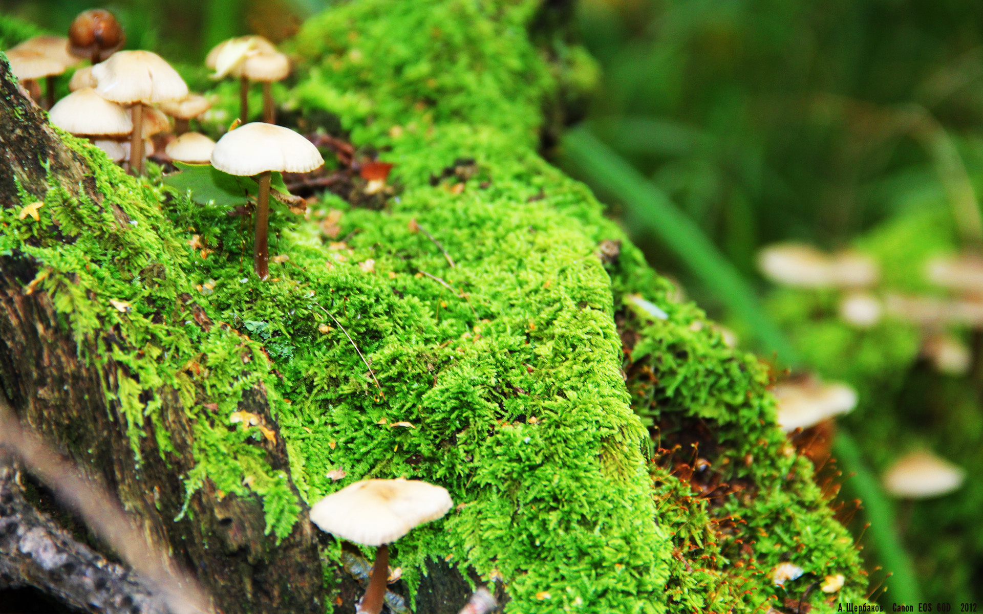 开云网页版-乌拉圭队在巴黎奥运会比赛中多次通过团队配合得分，奥运会乌拉圭第几个出场