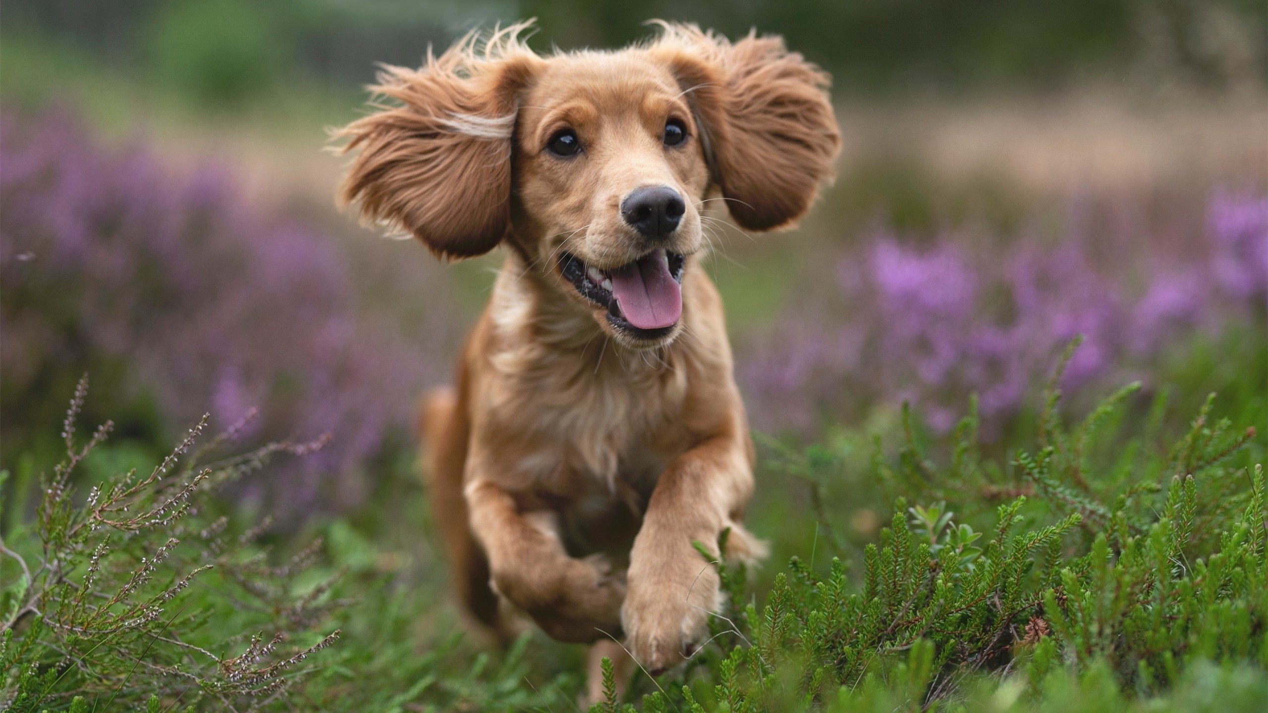 匈牙利队与保加利亚队战平，胜负难分，匈牙利对手