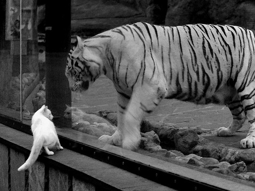 Kaiyun(中国)开云-多特蒙德客场憾平弗赖堡，争冠受阻，多特蒙德vs佛莱堡