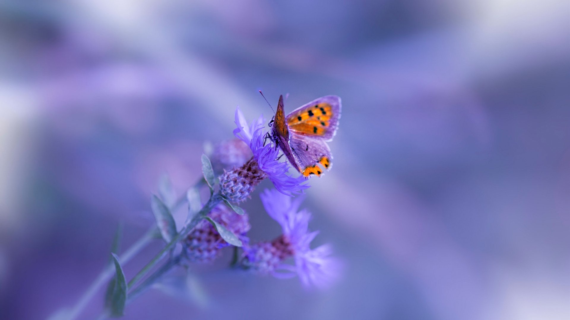 开云网站-尼克斯队新援在首场比赛中发挥出色，获得认可，尼克斯队2020