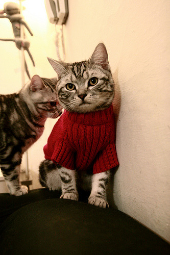 kaiyun-法兰克福球队坚守防线，斩获连胜提升排名，法兰克福球队阵容