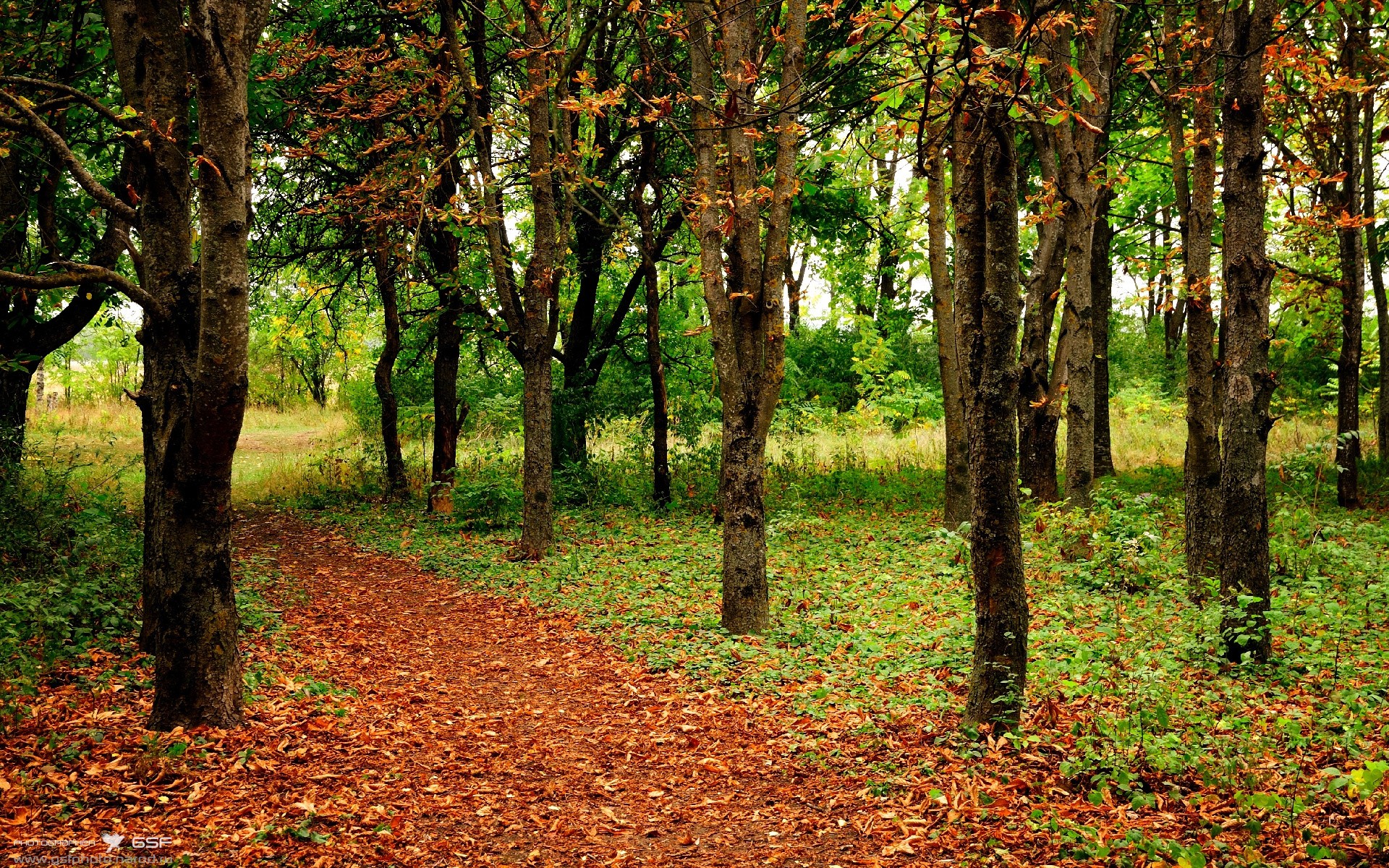 火力全开：黄蜂与老鹰的激战将吸引众多目光，老鹰黄蜂视频直播