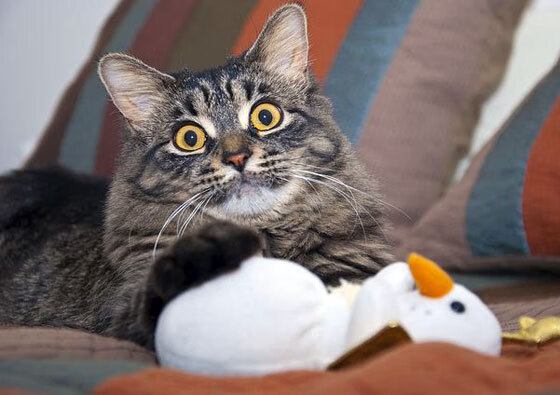 开云网页版-火拼传奇！女足烽火再起，胜者才能笑到最后，女足拼抢