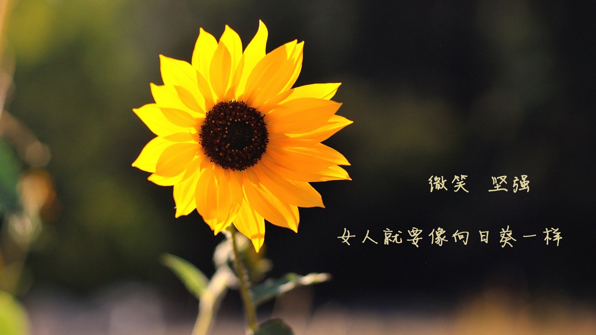 开云·Kaiyun网页版-看好灰狼队在东部决赛中有所表现，灰狼队长