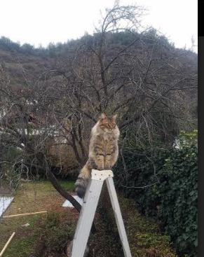 开云官网在线-美因茨客场战胜对手，重振士气取得三分，美因茨比赛视频聚胜顽球汇