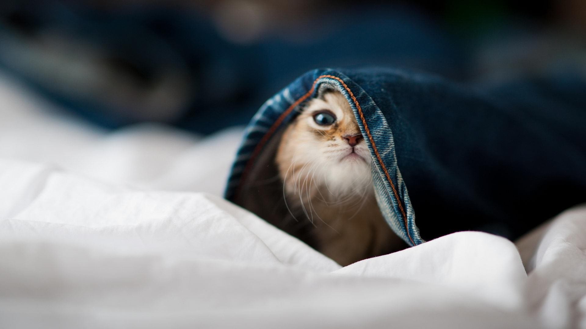 中国篮球运动员竞技心理调节策略,篮球运动中需要的心理技能