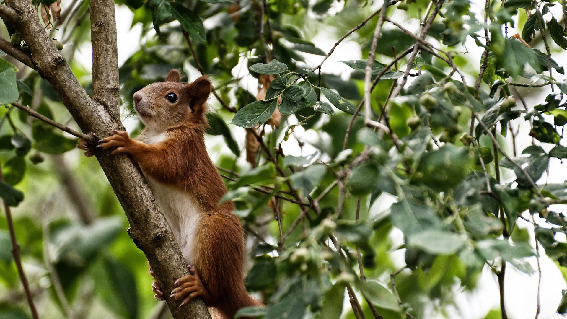 赛季焦点：那些早早锁定冠军的球队，锁定世界赛的队伍