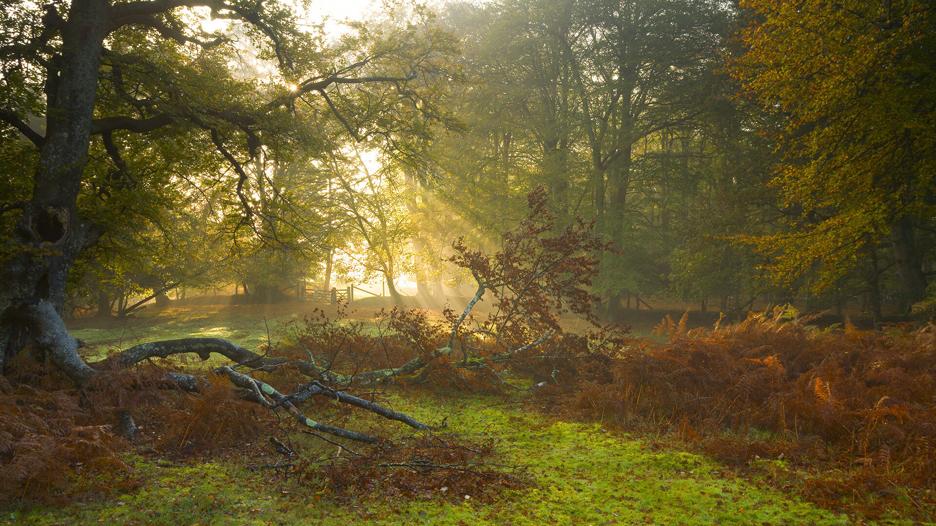 篮球社会项目 Hoops For Green 激发社区环保创新，社区篮球运动