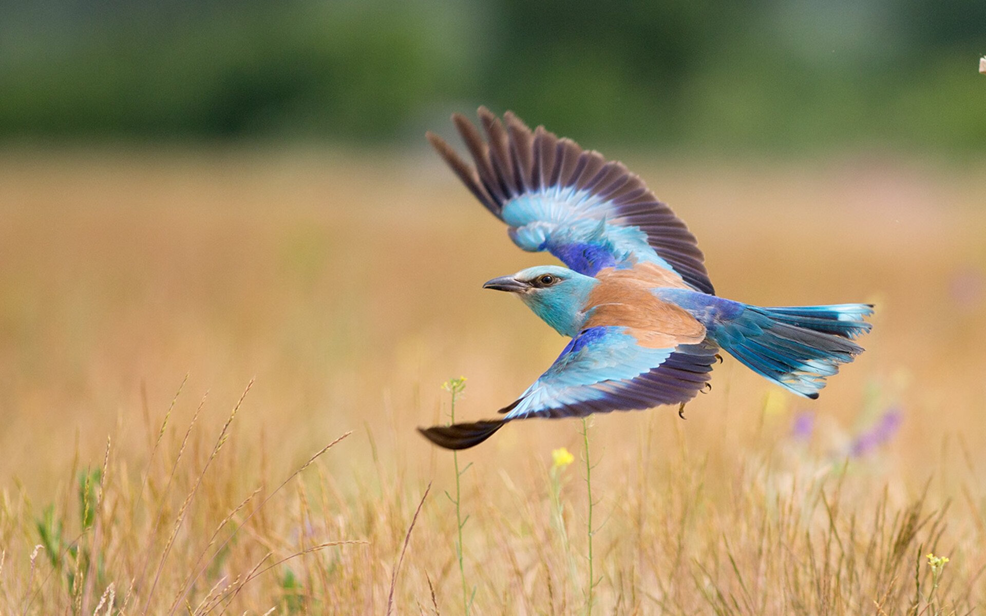 联赛中期比赛节奏控制是否助力比赛连胜期延续,赛事中断是什么原因