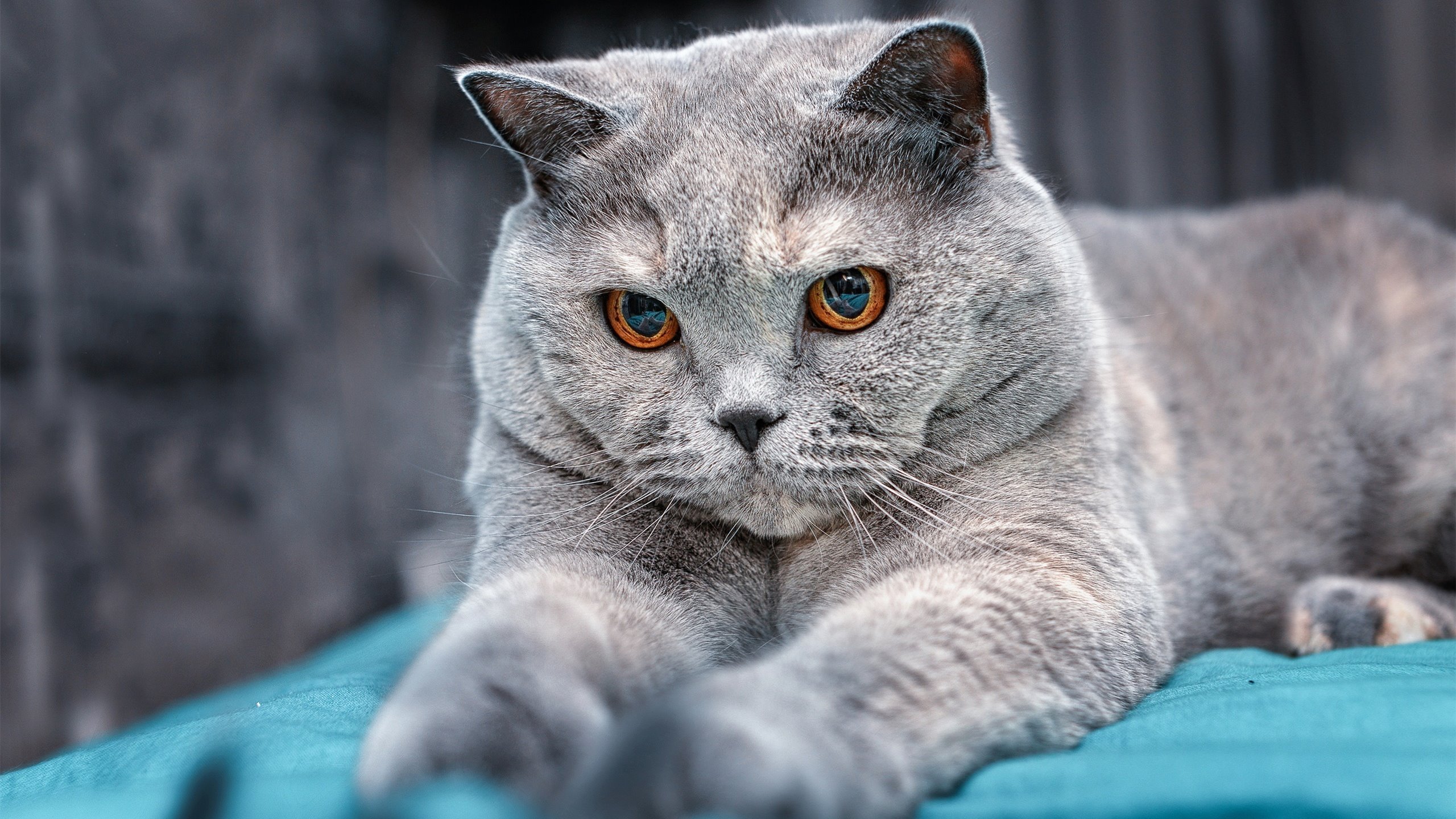 德甲铁血防线：坚不可摧的战术体系，德意志铁血将军