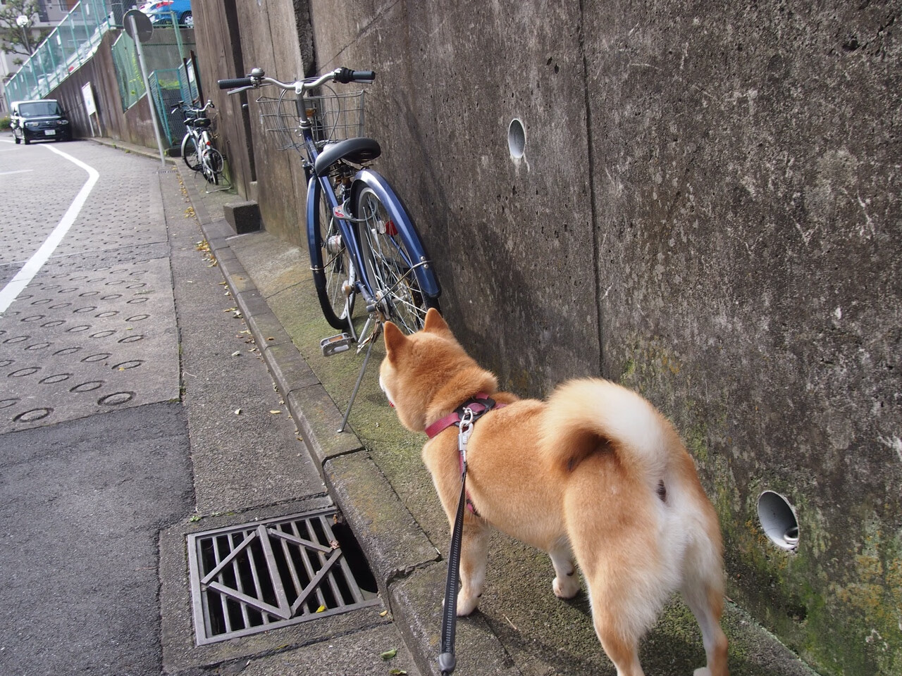 开云中国大陆-意甲速度与技术：攻防精彩纷呈！，意甲的水平