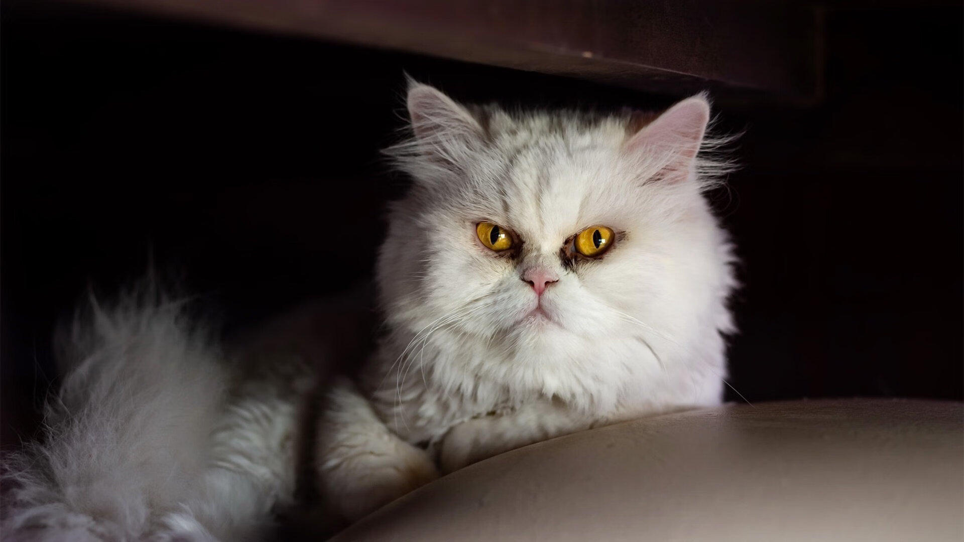 澳大利亚袋鼠队的空中传球与角球配合,展现高度技巧,袋鼠传球游戏