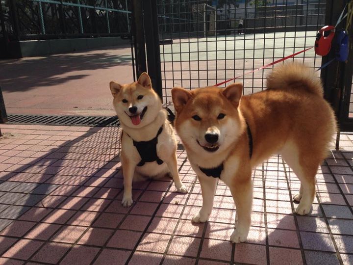 开云官网在线-瑞·弗兰：全黑队的“全能球员”，攻守兼备