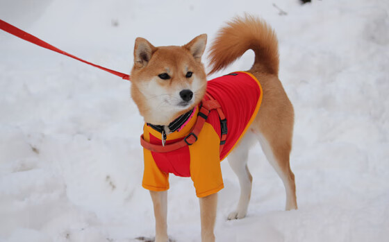 绿色智能LED足球场照明系统在全国推广,节能环保,足球场灯具安装大样图