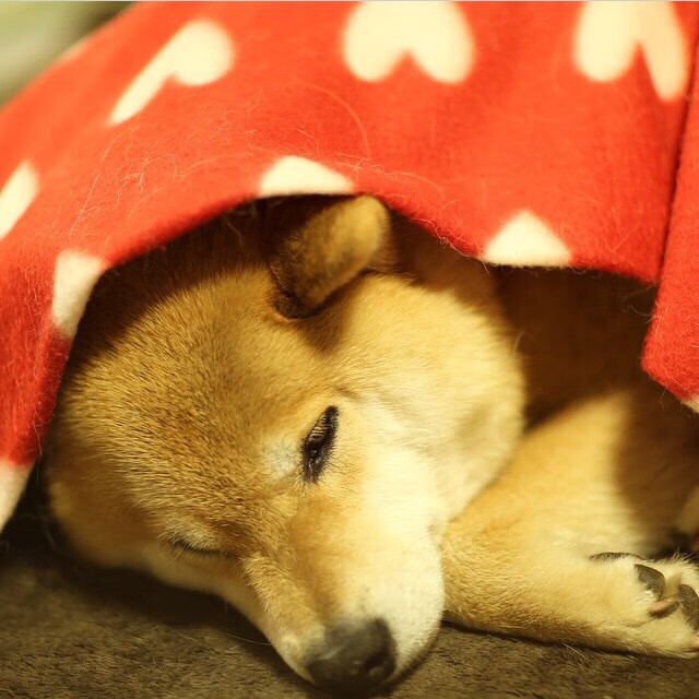 开云网页版-跳水半决赛吉尔吉斯斯坦成功晋级，吉尔吉斯斯坦摔跤冠军